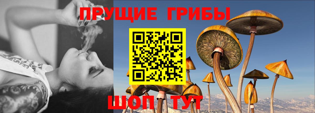Псилоцибиновые грибы Psilocybe Новотроицк